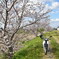 カブ桜
