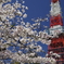 増上寺2019-1