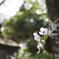 増上寺2019-3