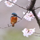 桜が少なくて 見やすいなあ
