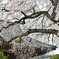 福泉寺の枝垂桜