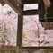 桜に囲まれて