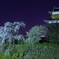 しだれ夜桜