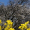 一心行の大桜