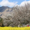 一心行の大桜