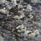 一心行の大桜