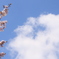 sakura '2019