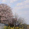 sakura '2019