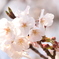 sakura '2019