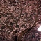 咲き乱れる桜