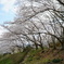 山桜が満開