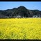 日野（ひんの）の菜の花３