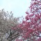 春２