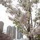 春４