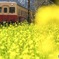 菜の花に囲まれて