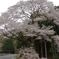 宝瀬の1本桜