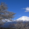 富士と桜