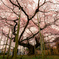 般若院のしだれ桜