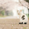 猫も花見