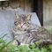 cat_247　フッ