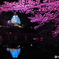 ブルーライトアップ姫路城と桜