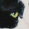 猫の瞳