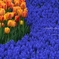 Sparkle Spring