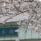 日本橋の桜