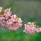河津桜