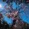 枝垂れ桜