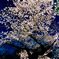 夜桜