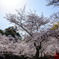 宮島の桜