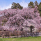 しだれ桜