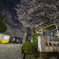 大井町の桜