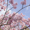 上野公園の桜