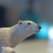 シロクマのオブジェ