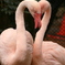 Flamingo②