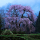 名もなき枝垂れ桜*2