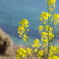 海と菜の花