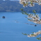 桜と海