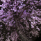 夜桜