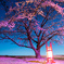 夜桜