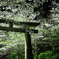 夜桜