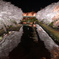 夜桜
