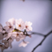 春のおとづれ