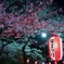 夜花見