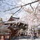 平等院の桜1