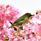 河津桜とめじろ