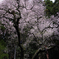 山桜