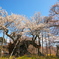 神代の桜
